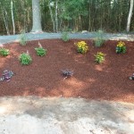 Hydroseed, Plants and Mulch